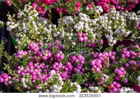 Gaultheria Mucronata Berry Fruit White Pink Purple. Pernettya Gaultheria Potted Plant With Green Fol