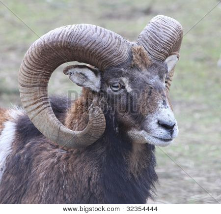Mufflon Porträt, Wildziege
