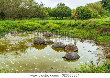 Galapagos Giant Tortoise on Santa Cruz Island in Galapagos Islands. Ecotourism tourist looking at group of many Galapagos tortoises cooling of in water hole. Animals and nature in Galapagos highlands.