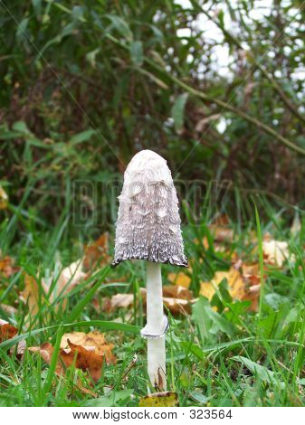 Shaggy Mane.