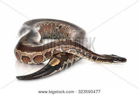 Python Brongersmai In Front Of White Background
