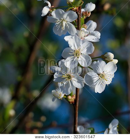 Blooming Cherry Tree In The Garden. Cherry Flowers Close Up.