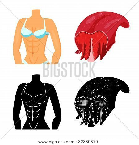 Vector Design Of Fiber And Muscular Icon. Set Of Fiber And Body Vector Icon For Stock.