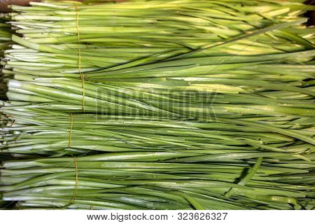 Bunches Of Freshly Cut Jusai With Drops Of Water On Leaves Close-up