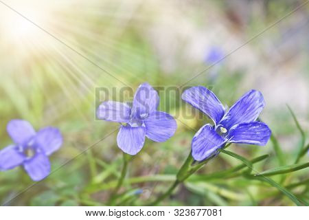 Bright Blue Flowers Gentian Dahurian (gentiana Dahurica) Is A Rare Plant That Grows In The Sayan Mou