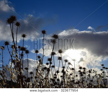 Dry Thistles And Oats With Blue Sky And Clouds At Sunrise