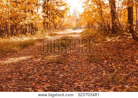 A Rural Road In The Autumn Forest Is Covered With Fallen Leaves.