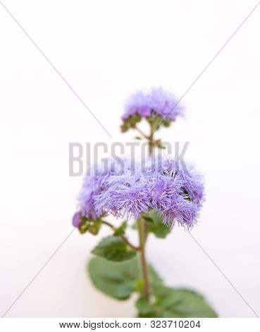 Detail Of Bluemink Isolated Over White Background