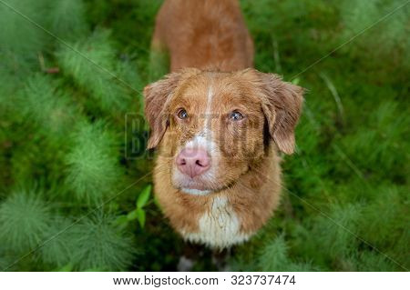 Wet Dog In The Forest. Nova Scotia Duck Tolling Retriever For A Walk