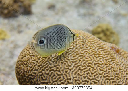 Foureye Butterflyfish