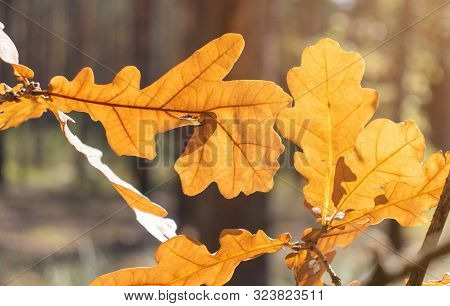 Yellow Oak Leaves On A Branch With Blurred Background.