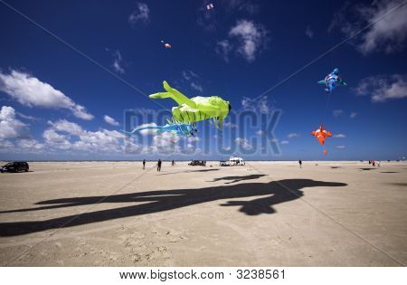 큰 검은 메뚜기 그림자