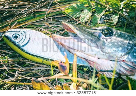 Pike On Grass With Bait In Mouth. Jerkbait