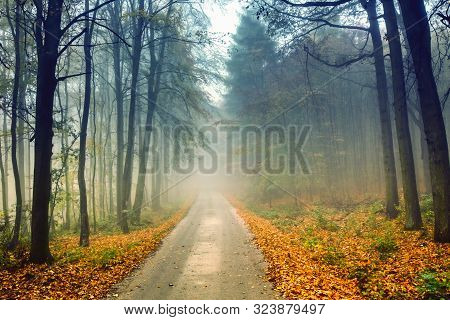 Road And Misty Forest In Autumn With Colorful Foliage. Autumn Natural Landscape.