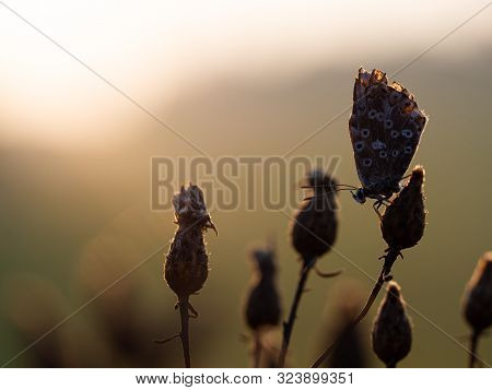 Chalkhill Blue Silhouette (lysandra Coridon) Butterfly Sleeping At Sunrise In The Morning Light