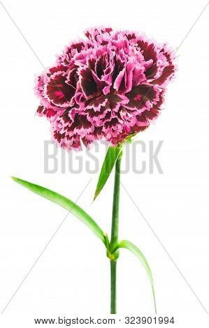 Beautiful Bloming Brindle Burgundy Pink Colored Carnation Flower Isolated On White Background Close 