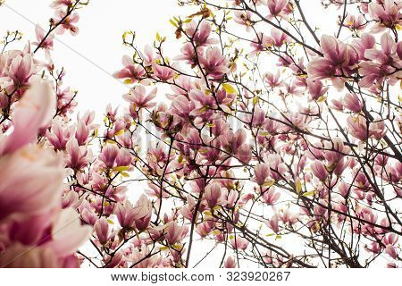 Flowering Magnolia Liliflora On The Bush Close Up