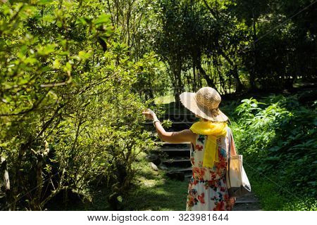traveling Asian woman hiking in the forest at Xitou, Nantou, Taiwan