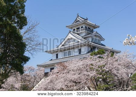 Nagahama Castle With Sakura Blooming Season