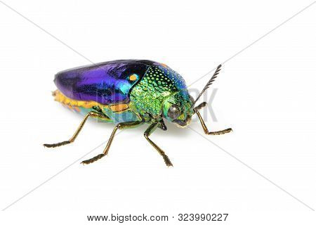 Image Of Green-legged Metallic Beetle (sternocera Aequisignata) Or Jewel Beetle Or Metallic Wood-bor