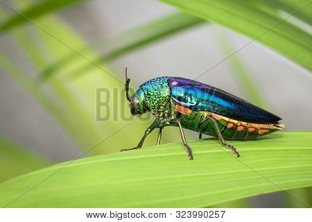 Image Of Green-legged Metallic Beetle (sternocera Aequisignata) Or Jewel Beetle Or Metallic Wood-bor