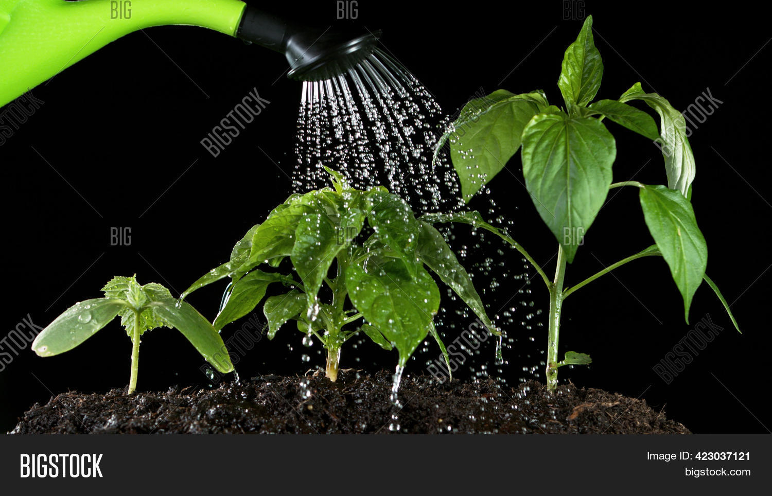 Pouring Water Watering Image & Photo (Free Trial) Bigstock