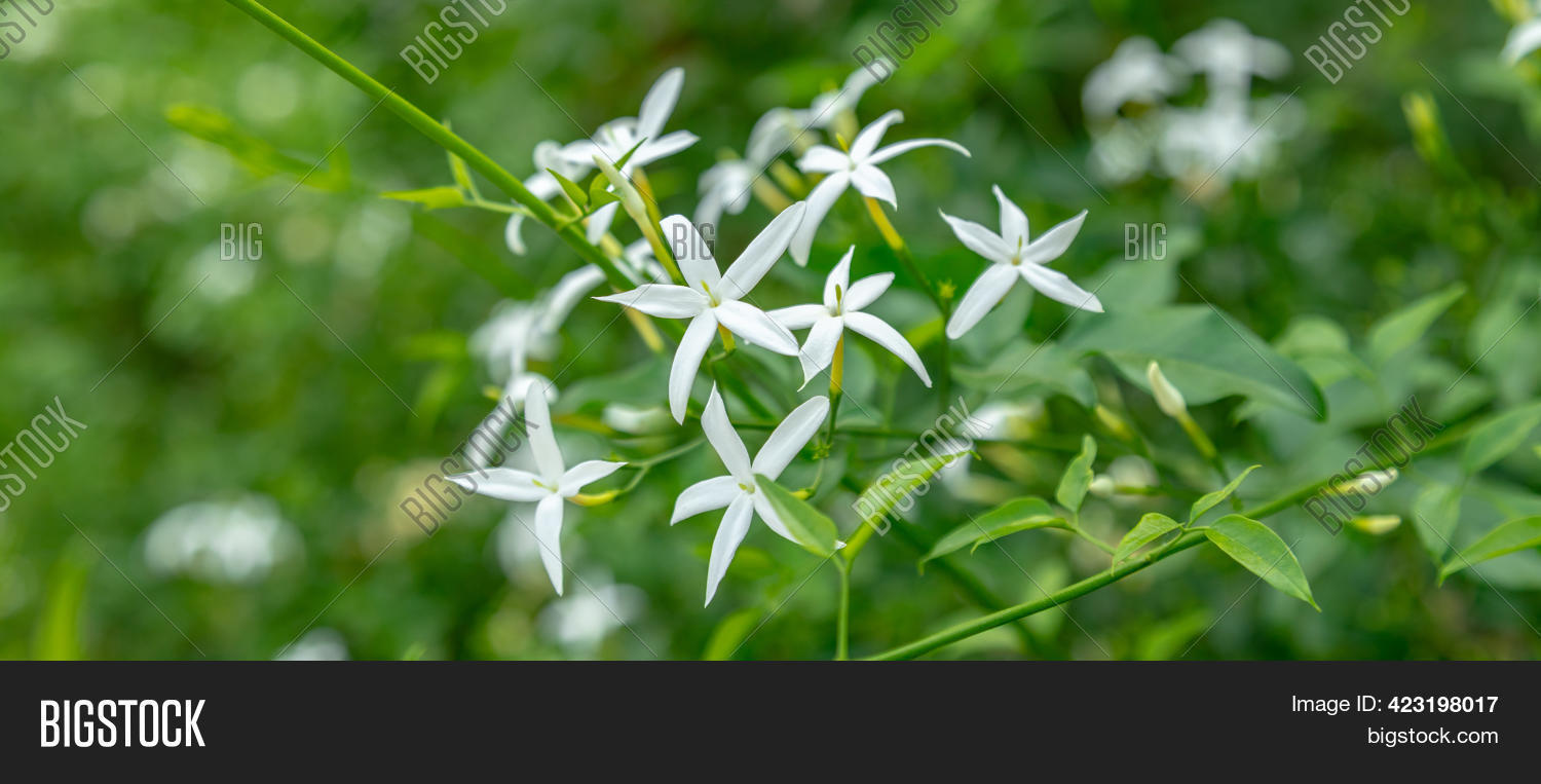 Bunch Star Jasmine Image & Photo (Free Trial) | Bigstock