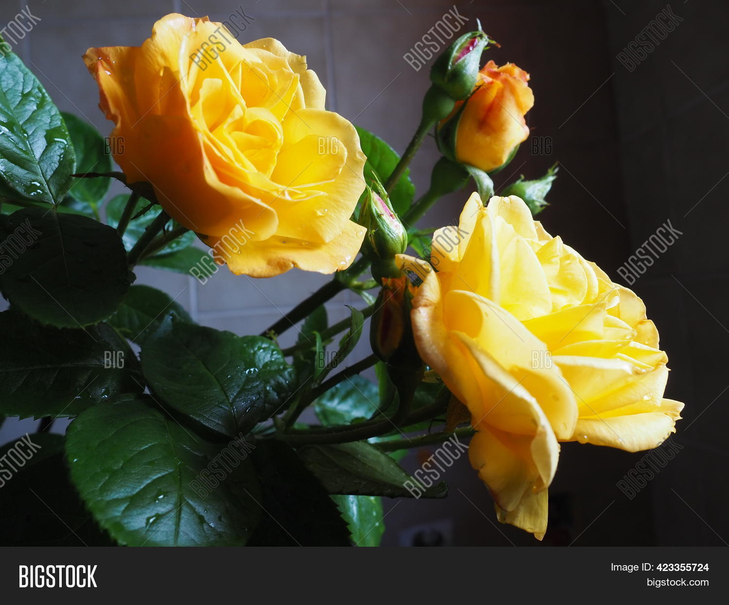 Yellow Roses On Dark Image & Photo (Free Trial) | Bigstock