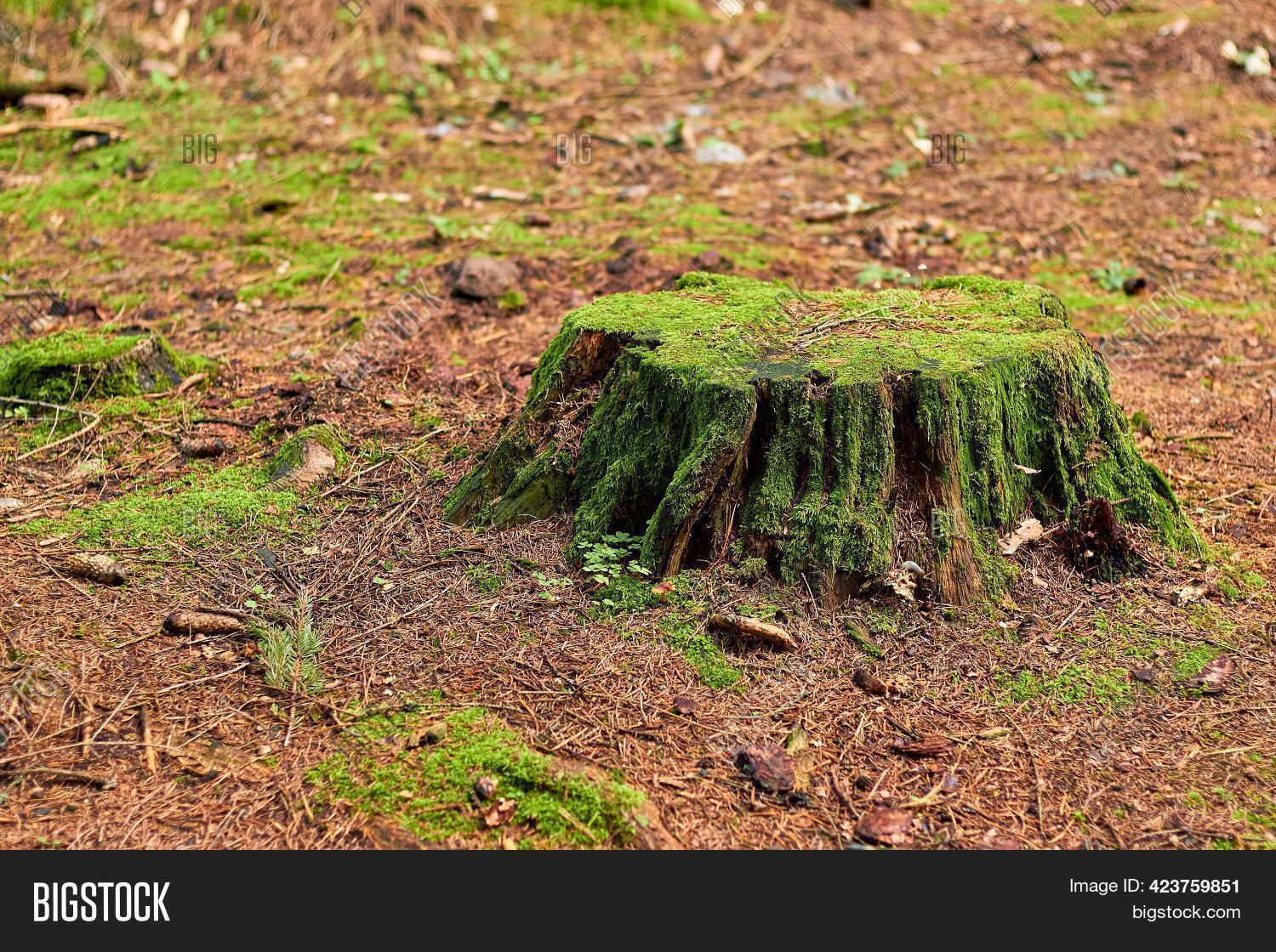 Pine Stump Felled Tree Image & Photo (Free Trial) Bigstock