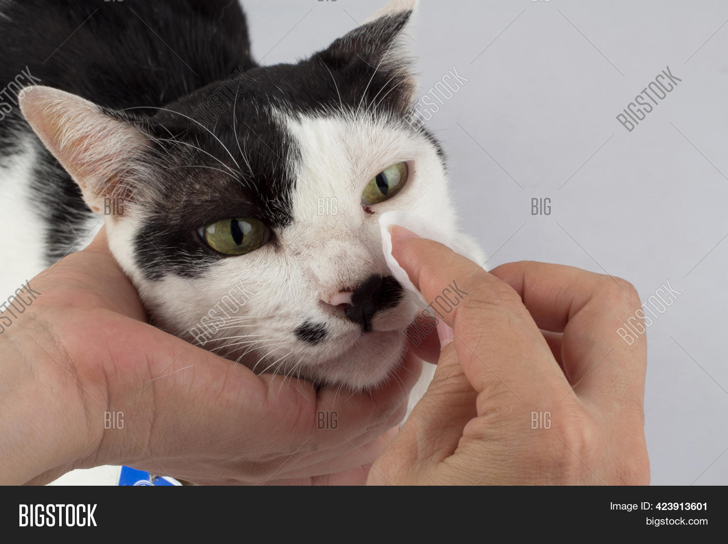 Cleaning Cats Eyes Eye Image & Photo (Free Trial) Bigstock