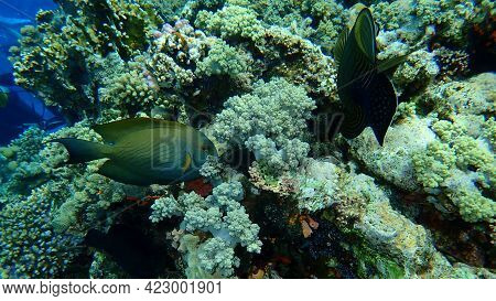 Striated Surgeonfish (ctenochaetus Striatus) Undersea, Red Sea, Egypt, Sinai, Ras Mohammad National 