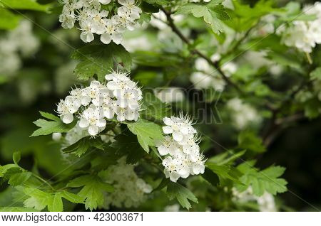 Branches Of Blooming Hawthorn With White Flowers