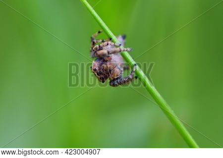 Salticidae. Macro, Small Jumping Spider On The Grass With A Green Background. Jumping Spider Saltici