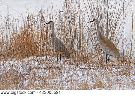 A Pair Of Sandhill Cranes In The Snow And Grasses On The Mississippi Flyway Near Savannah, Illinois