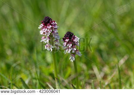 Burnt Orchid, Neotinea Ustulata