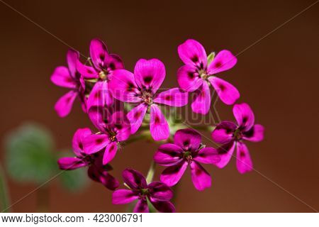 Flower Of The Pelargonium Species Pelargonium Echinatum