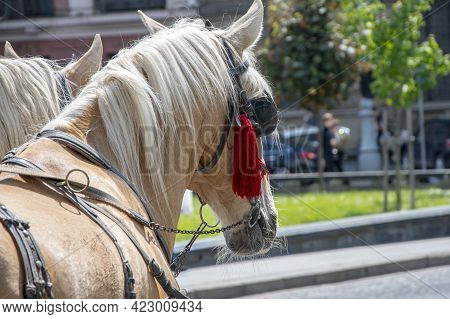 A Pair Of Horses With Blinders On Their Eyes Stand In The City On The Cobblestone Pavement.