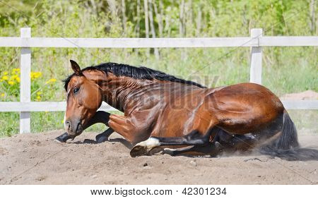 Zatoka ogier rolki w piasku na manege