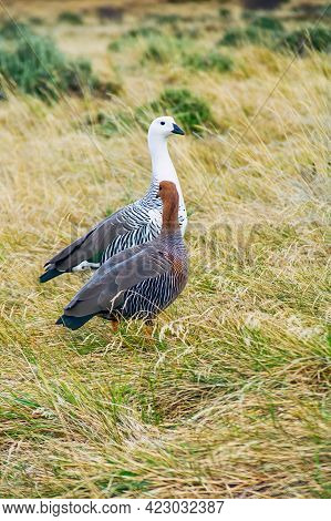 View Of A Pair Of Upland Goose Or Magellan Goose (chloephaga Picta), In Torres Del Paine National Pa