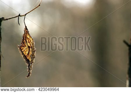 Last Year's Leaf Hangs On A Branch, In Winter