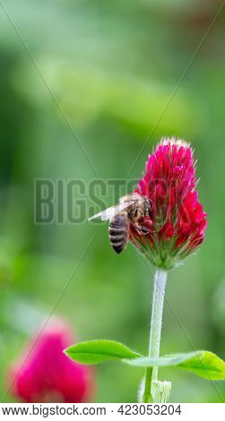 Bee On Red Crimson Clover, Trifolium Incarnatum Flower. Spring Czech Nature