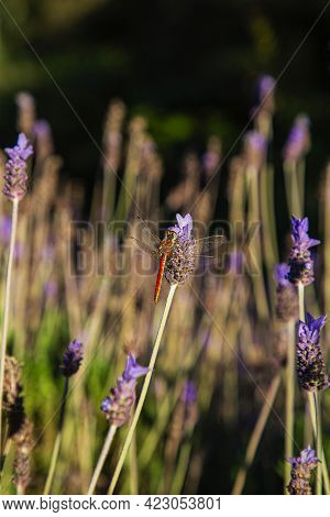 Red Dragonfly Resting On The Stem Of A Purple Flower