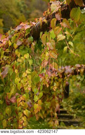 Colorful, Green, Yellow, Red Autumn Leaves At Ticino Valle Maggia, Maggia, Switzerland Next To Mount