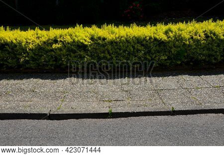 Golden Leaves Do Not Burn In The Sun If The Plant Is Well Rooted And Has Enough Attractiveness When 