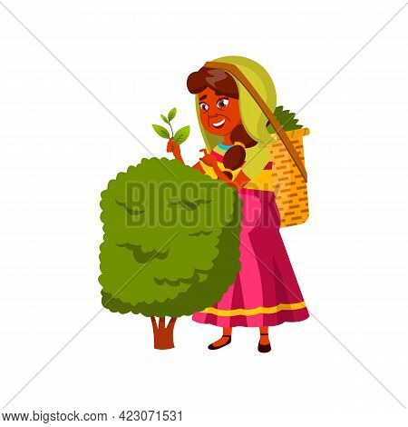 Aged Woman Harvesting Tea Leaves On Plantation Cartoon Vector. Aged Woman Harvesting Tea Leaves On P