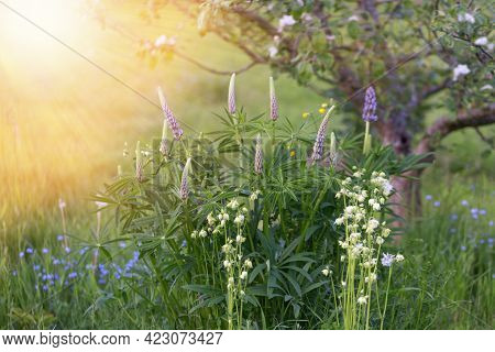 Purple Lupins, White Aquilegia And Blue Forget-me-nots On The Background Of A Blooming Apple Tree In