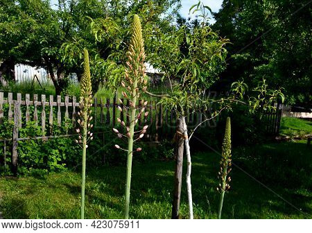 Massive Is A Stout And Perennial Exotic Plant Up To 250 Cm This Herb Originates From The Semi-desert