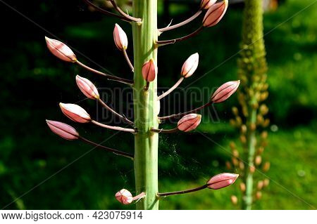 Massive Is A Stout And Perennial Exotic Plant Up To 250 Cm This Herb Originates From The Semi-desert