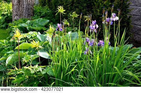 Perenial Flowerbed In The Garden With Blue Irises And Lush Green Bushes And Hedges Bark Mulch  Garde
