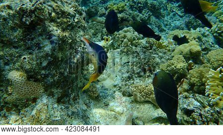 Green Birdmouth Wrasse Or Indian Birdmouth Wrasse (gomphosus Caeruleus. Invalid Synonym: Gomphosus C